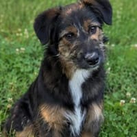 Sidney sucht liebevolle Familie..., Hund zur Adoption