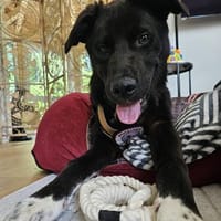 Moritz - aktiv & menschenbezogen, Hund zur Adoption