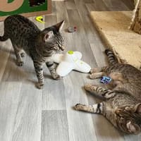 Dina u. Daisy suchen liebevolles Zuhause, Katze zur Adoption
