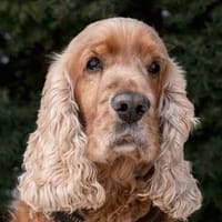 BENNY BUB - bildhübscher Cocker-Senior, Hund zur Adoption