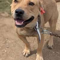 Pauli, Hund zur Adoption