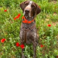 aktiver Junghund MIKA, Hund zur Adoption