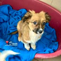 Dana, eins von 5 ganz bezaubernden Girls, Hündin zur Adoption