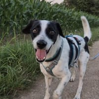 Sammy wartet in Köfering/Regensburg, Hund zur Adoption