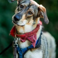 Junghündin Roxy - in Bayern (86576), Hündin zur Adoption