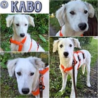 KABO -Rundum tolles Hundekind-, Hund zur Adoption