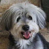Kubi, geb. ca. 05/2020 , 48291 Telgte, Hund zur Adoption