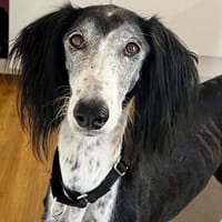 Xial, klug, aktiv, zutraulich, Hündin zur Adoption