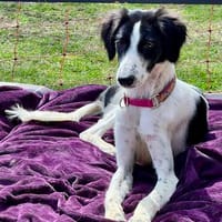 Happy, klug, neugierig, freundlich, Hündin zur Adoption