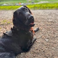 Jimmy - ist ein netter Junghund, Hund zur Adoption