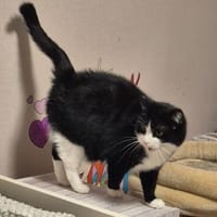 Olena sucht ein liebevolles Zuhause, Katze zur Adoption