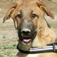 Dionisio, lernwillig, agil, verspielt, Hund zur Adoption
