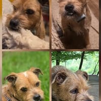 Alfie, offen, neugierig, sozial, Hund zur Adoption