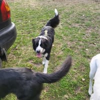 ARKANI - freundlich, sanft, verträglich, Hund zur Adoption