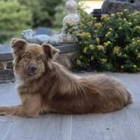 Ramon - ist ein freundlicher Beobachter, Hund zur Adoption