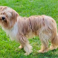 Mogwai, neugierig, unkompliziert, sozial, Hund zur Adoption