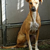 Miki, verträglich, freundlich, neugierig, Hund zur Adoption