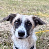Mirabelle, geb 06/25, 95168 Marktleuthen, Hündin zur Adoption