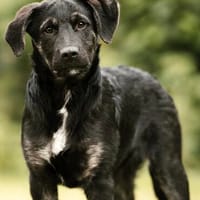 Thor 4 mon., Hund zur Adoption