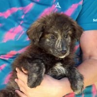 Pietro freut sich auf Sie, Hund zur Adoption
