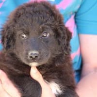 Petra sucht Familienanschluss, Hündin zur Adoption