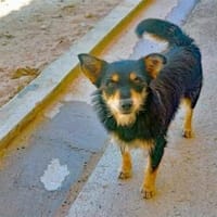 Geben Sie Mimosa eine Chance?, Hündin zur Adoption