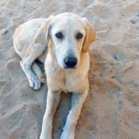 Buba sucht engen Familienanschluss, Hündin zur Adoption