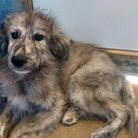 Pedro möchte Ihnen Freude bereiten, Hund zur Adoption