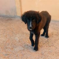 Übernehmen Sie für Pier Verantwortung?, Hund zur Adoption