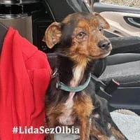 Carmelino sucht sein Körbchen, Hund zur Adoption