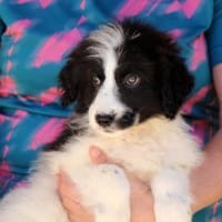 Pol möchte Ihnen Freude bereiten, Hund zur Adoption