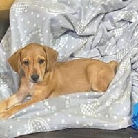 Fortunato sucht sein Glück, Hund zur Adoption