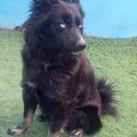 SOFI-ZAUBERHAFTE KLEINE SEELE, Hündin zur Adoption