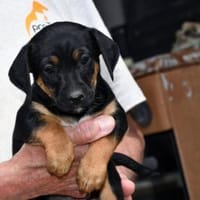 Darf Peppe zu Ihnen gehören?, Hund zur Adoption