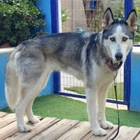 ARYA-WARTET AUF IHR HAPPY END, Hündin zur Adoption