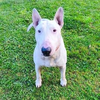 Stoppie RCN121, chien à adopter