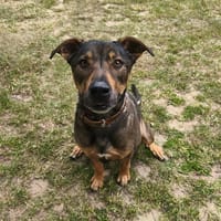 Thor CAA15440, chien à adopter
