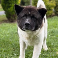 River CAA15380, chien à adopter