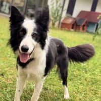 Toby CAA15481, chien à adopter