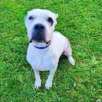 Rada CAA15445, chienne à adopter