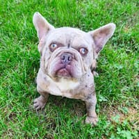 Ugo CAA15454, chien à adopter