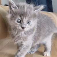 Eden (bbsaminou), chatte à adopter
