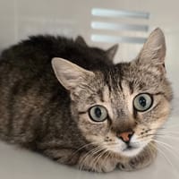 CHARLOTTE, chatte à adopter