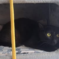 SOULAÏ, chatte à adopter