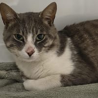 ORI, chat à adopter