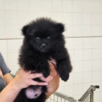 BARBATRUC HAA24779, chien à adopter