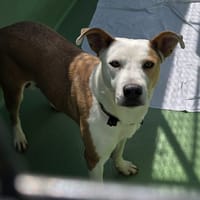 Baika, chienne à adopter