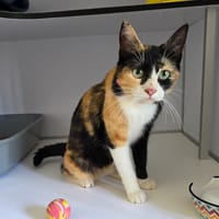 Bohème (en cours d'adoption), chatte à adopter