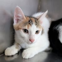 PERSEE, chatte à adopter