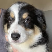 Shadow, chienne à adopter